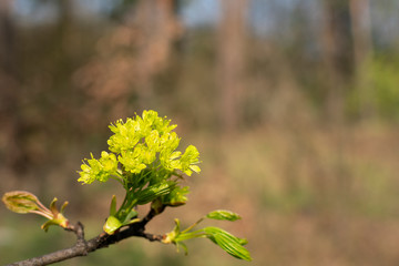  Spring flowering of trees on a blurred background