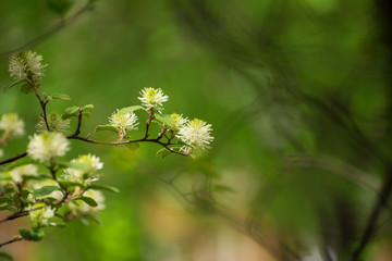 White Fothergilla flowers in the forest in the Spring