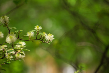 White Fothergilla flowers in the forest in the Spring