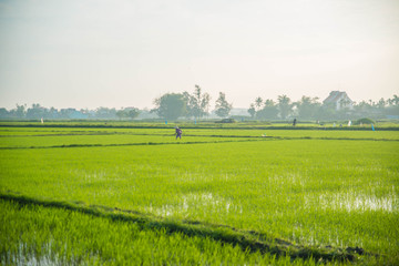 Hoi An rice field and animals and nature.