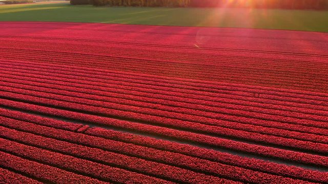 Aerial footage of the Pink flower-fields of Holland