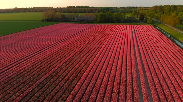 Aerial footage of the Pink flower-fields of Holland