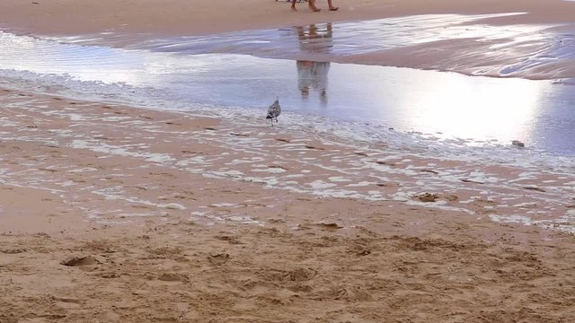 A seagull looking for some food on the beach