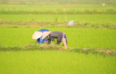 Hoi An rice field and animals and nature.