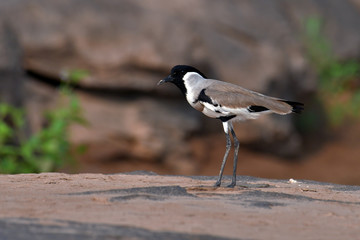 Obraz premium River Lapwing Bird