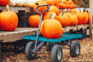 orange pumpkins at outdoor farm market. wooden carriage with ripe pumpkins
