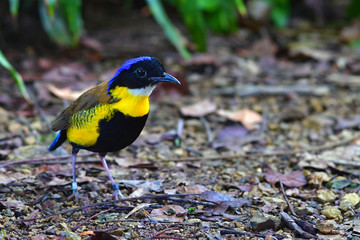 Gurney's Pitta Bird