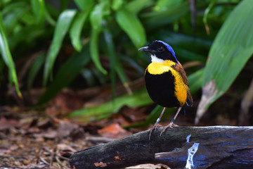 Gurney's Pitta Bird