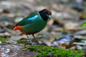 Hooded Pitta Bird