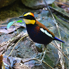 Malayan Banded Pitta Bird