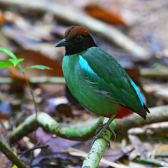 Hooded Pitta Bird