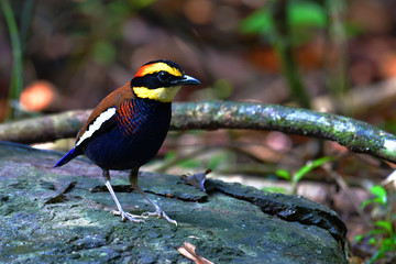 Malayan Banded Pitta Bird