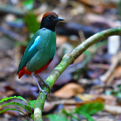Hooded Pitta Bird