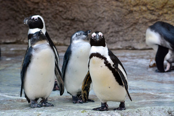 African Penguin