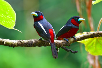 Black and red Broadbill Bird