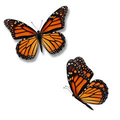 two monarch butterfly