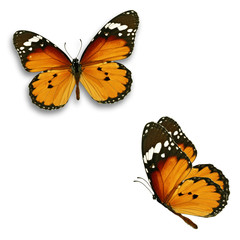 two monarch butterfly