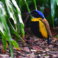 Gurney's Pitta Bird
