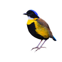 Gurney's Pitta Bird