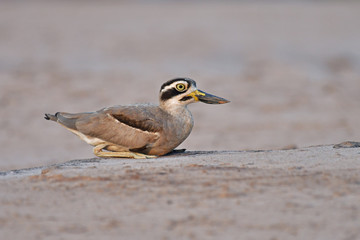 Great Thick-knee Bird