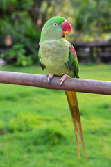Alexandrine Parakeet Bird