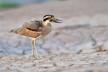 Great Thick-knee Bird