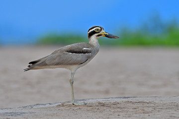 Great Thick-knee Bird