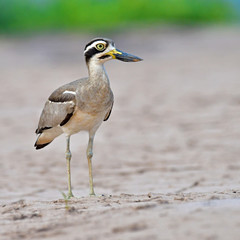 Great Thick-knee Bird