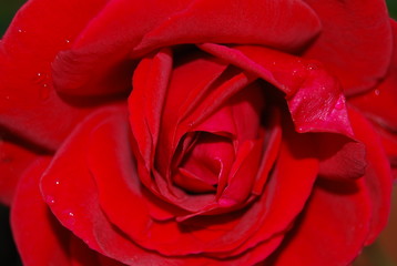 Floral Red Rose, Flower
