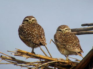 Duo de lechuzas