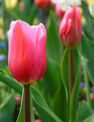 Beautiful Tulip flowers on colorful flowering background.