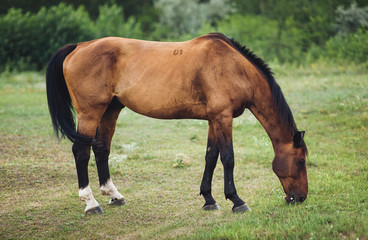 Naklejka na ściany i meble A beautiful brown horse is standing in the field and eating green grass. Pasture and farm. Wild horse for a walk.
