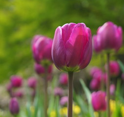 Beautiful Tulip flowers on colorful flowering background.