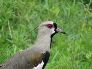 bird on the grass