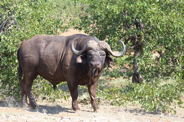 Obraz premium Kaffernbüffel / Buffalo / Syncerus caffer