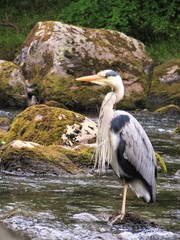 Great Blue Heron Preening