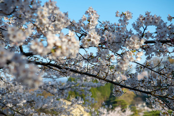 桜