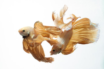 Yellow gold color of Siamese fighting fish Betta movement on white background
