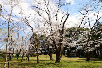 桜　春らんまん