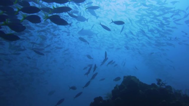 schools of fish is swimming around. filmed from below with the sun in the background