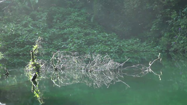 Fallen dead tree at Telaga Biru (blue lake) in Gede Pangrango mountain forest (cibodas route).