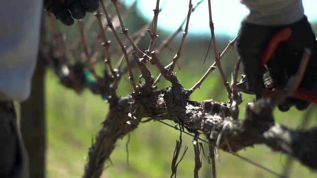 this is the pruning stage of the vine plant (plant that gives the grape for the development of wine)