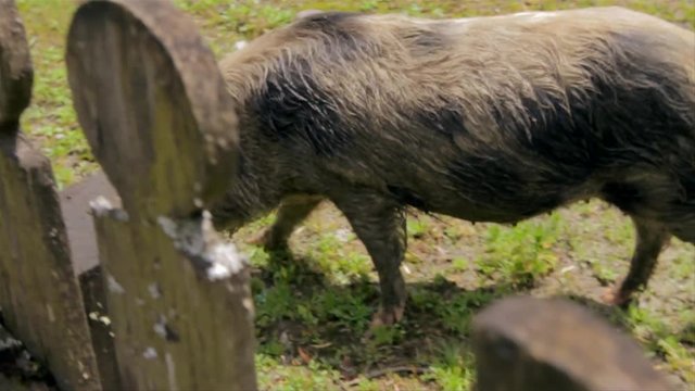 A pig is eating on grass behind a wooden fence. Rural agriculture scene.