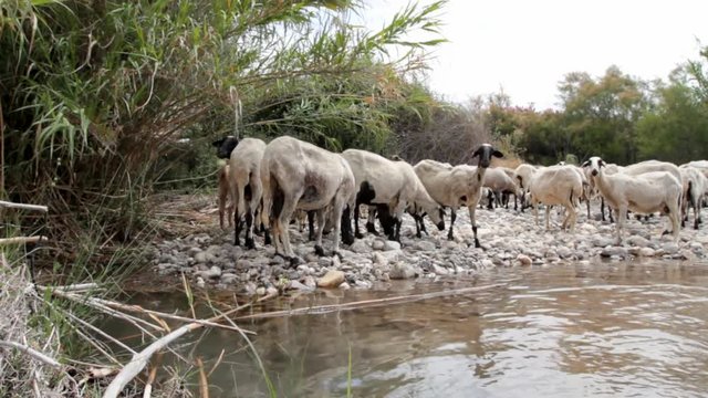 A flock of sheep freshly shaven near a water pond. Mediterranean landscape.