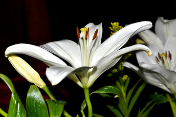white lily with black background