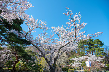 桜