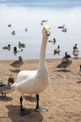 鳥