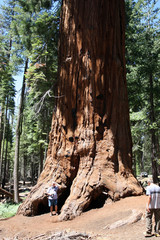 Mammutbaum,  Riesen Squoia,  Mariposa Grove, Yosemite National Park, Kalifornien, USA