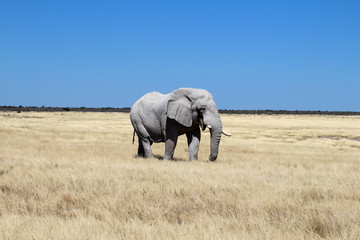 Fototapeta na wymiar A single Elephant (Loxodonta africana) near a water hole - Namibia