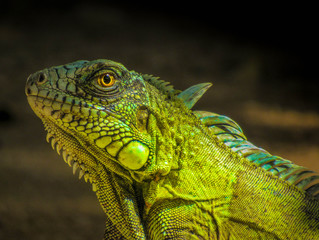 green iguana